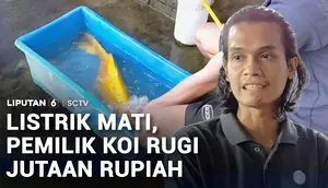 Imbas Listrik Mati, Pemilik Ikan Koi Rugi Jutaan Rupiah