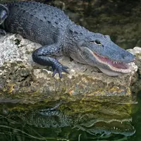 ilustrasi mimpi menangkap buaya/Adriaan Greyling/pexels