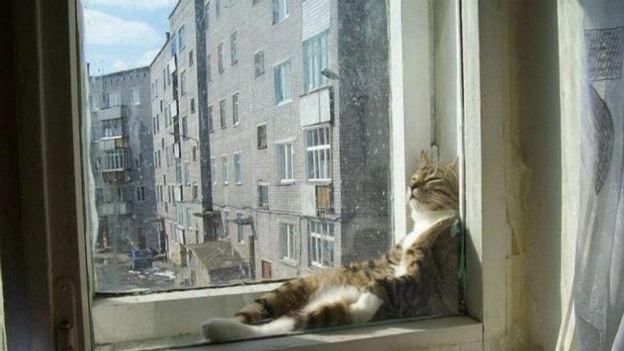 10 Pose Kucing Tidur di Tempat Tak Semestinya Ini Bikin Heran