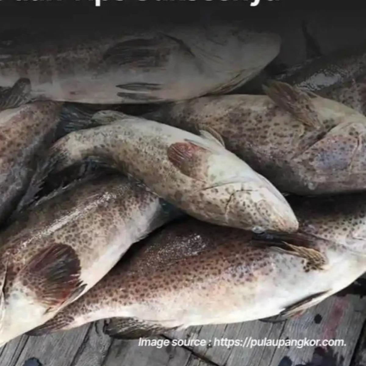 Ikan kerapu