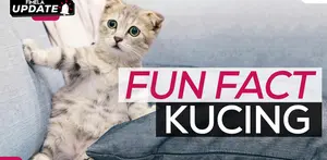 Fimela Update: Fun Fact Kucing