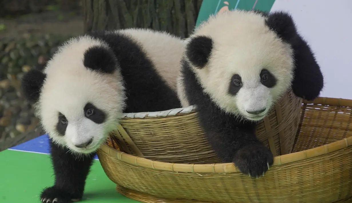 Foto pada 29 September 2020 ini menunjukkan anak-anak panda raksasa yang tampil perdana di Pusat Penangkaran dan Penelitian Panda Raksasa Chengdu di Provinsi Sichuan, China. Beberapa ekor anak panda raksasa tampil untuk pertama kalinya di depan publik pada Selasa (29/9). (Xinhua/Chen Juwei)