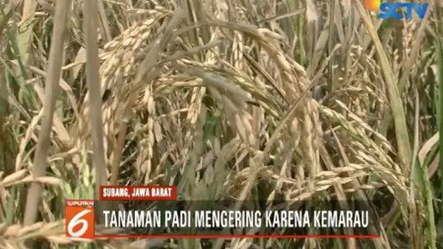 Kemarau tiba, ratusan hektare tanaman padi di Subang, Jawa Barat terancam gagal panen. Beberapa petani terpaksa melakukan panen dini.