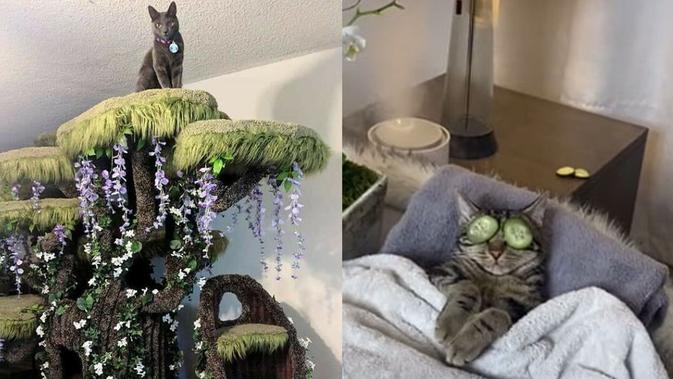 Top 3: Potret Kucing yang Diperlakukan Spesial oleh Pemiliknya - Vimarsana News