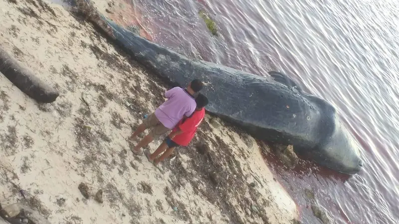 Bangkai paus sperma yang ditemukan warga di Pantau Gusi, Kabupaten Buton Utara, Jumat (5/7/2019).(Liputan6.com/Ahmad Akbar Fua)