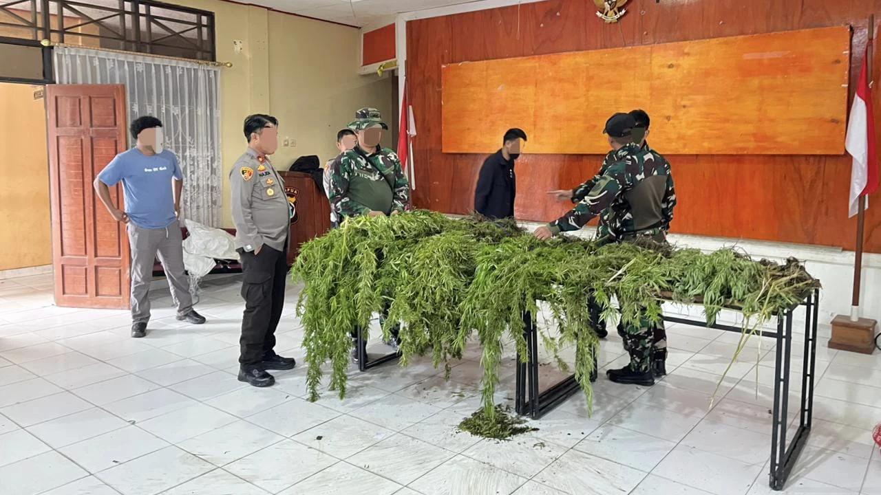 Ladang Ganja Berisi 226 Batang Ditemukan