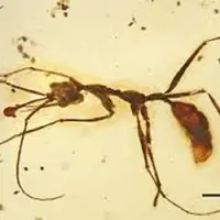 Semut purba ditemukan di Burma 