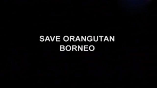 Potret Menembus Batas Save Orang Utan Borneo Tv Liputan6 Com