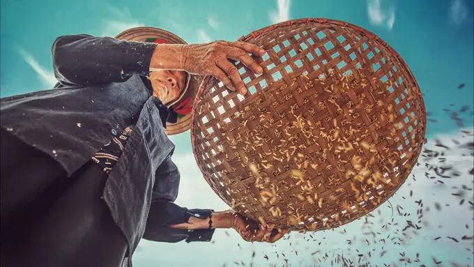 [Fimela] Ilustrasi beras