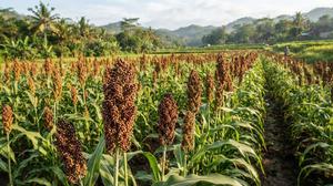 Cara Menanam Sorgum agar Bulirnya Banyak dan Panen Melimpah