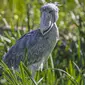 Mengenal Shoebill, Burung Paruh Sepatu yang Misterius dan Unik./San Diego Zoo