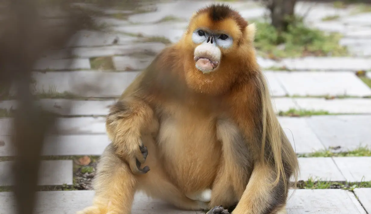 Seekor monyet emas di Pusat Penelitian Monyet Emas Dalongtan, Taman Nasional Shennongjia, Provinsi Hubei, China, 11 Oktober 2020. Berkat upaya otoritas setempat dan perbaikan lingkungan selama beberapa tahun terakhir, jumlah monyet emas di Shennongjia kini hampir 1.500 ekor. (Xinhua/Wang Siban)