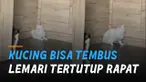Kucing punya tingkah yang kadang sulit dipahami manusia.