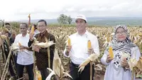 Menteri Pertanian Andi Amran Sulaiman menyaksikan banjir jagung di Kabupaten Tuban, Jawa Timur sekaligus melalukan panen raya di Desa Talun, Kecamatan Montong.
