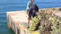 4 Ribu Penduduk Pulau Enggano Terisolasi, Hasil Panen Membusuk. (Dok: IG&nbsp;@harry_siswoyo)