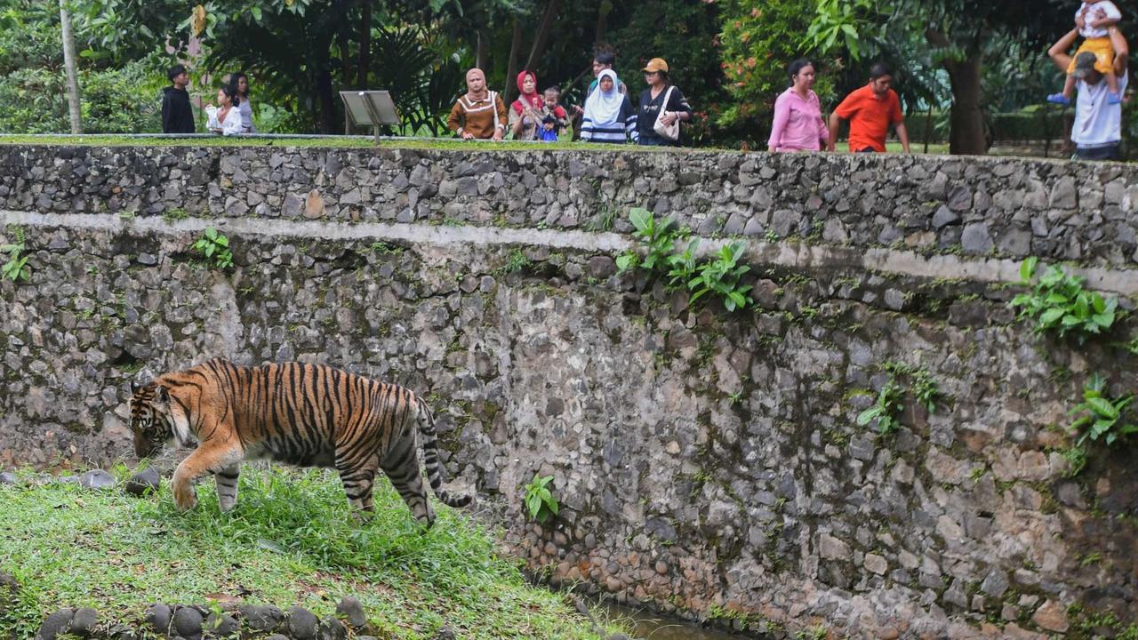 Ragunan Dibanjiri Puluhan Ribu Pengunjung di Hari Kedua Lebaran
