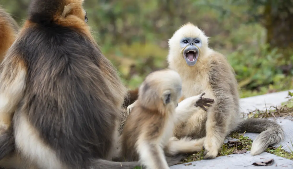 Kawanan monyet emas di Pusat Penelitian Monyet Emas Dalongtan, Taman Nasional Shennongjia, Provinsi Hubei, China, 11 Oktober 2020. Berkat upaya otoritas setempat dan perbaikan lingkungan selama beberapa tahun terakhir, jumlah monyet emas di Shennongjia kini hampir 1.500 ekor. (Xinhua/Wang Siban)