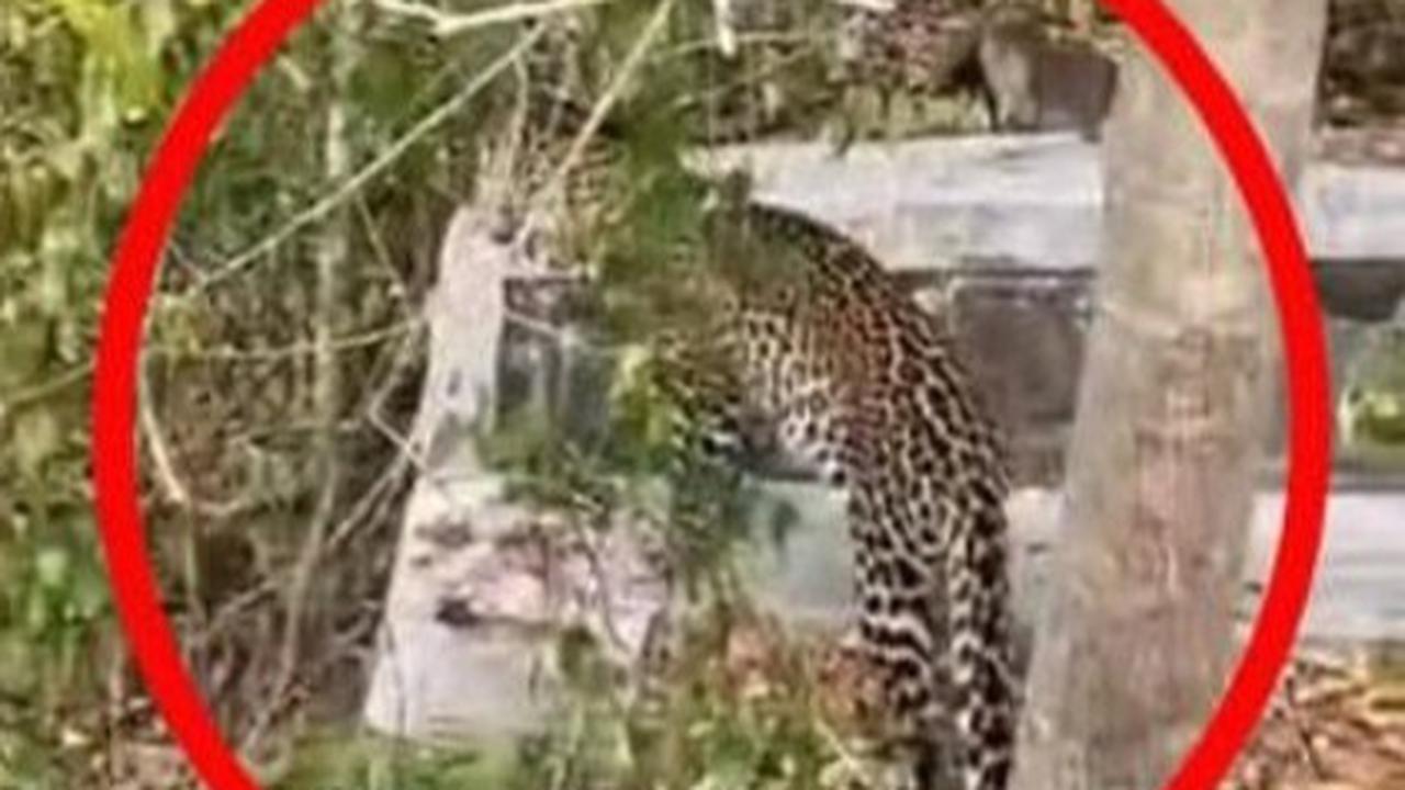 ilustrasi macan tutul
