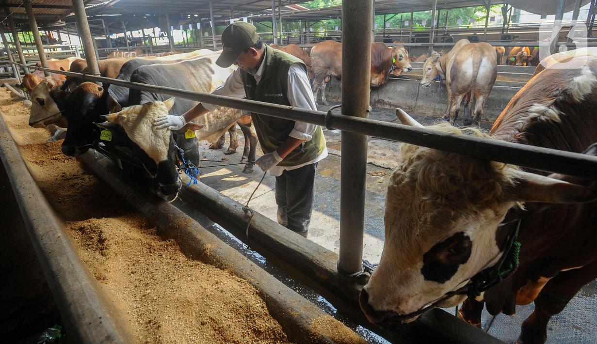 Penjualan diperkirakan meningkat lebih dari 20 persen dibandingkan tahun lalu yang hanya sekitar 900 ekor sapi. (merdeka.com/Arie Basuki)