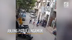 Seekor anjing pitbull ngamuk menyerang sejumlah anak-anak yang tengah bermain. Warga sempat kesulitan melepaskan anak kecil tersebut dari gigitan anjing.