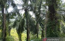 Pemkab Bengkulu Tengah Usulkan 212 Hektare Program Replanting Sawit untuk Tahun 2026