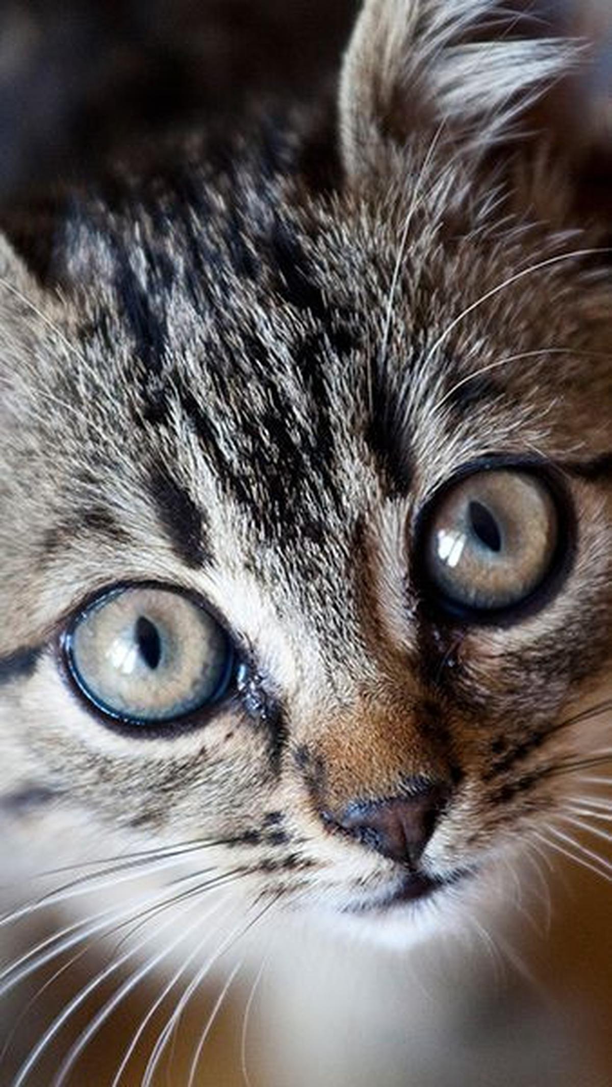 10. Apa bedanya kucing sama kucring?<br>Jawab: Kalau kucing kakinya empat, kalau kucring kakinya emprat<br>