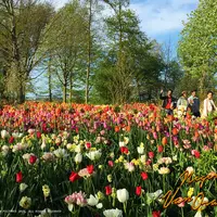 Keindahan kebun Tulip akan dihadirkan di film negeri Van Orange. Foto: Falcon Pictures