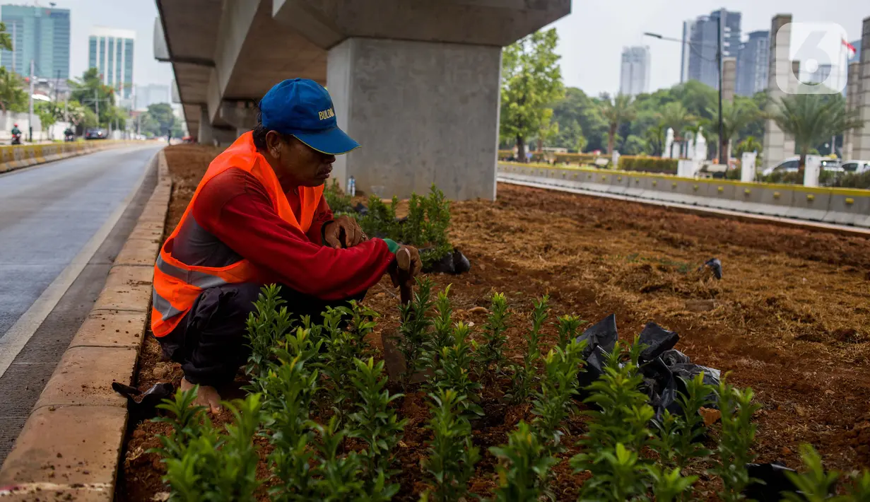Petugas Sudin Kehutanan Jakarta Selatan melakukan penanaman pohon melati Jepang di bawah jalur MRT Jalan Sisingamangaraja, Jakarta, Kamis (31/10/2019). Penanaman pohon melati Jepang di bawah jalur MRT tersebut untuk penghijauan dan mempercantik tata ruang kota. (Liputan6.com/Faizal Fanani)