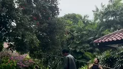 Ariel Tatum mengungkapkan bahwa kegiatan sederhana ini membuatnya merasa lebih dekat dengan rekan-rekan satu proyek. Sebagai pemeran utama dalam A Business Proposal Indonesia, ia merasa penting menjaga energi positif di tengah kesibukan. Abidzar Al Ghifari, yang ikut membantu memetik rambutan, juga mengaku menikmati momen kebersamaan tersebut sebagai bentuk penyegaran di luar lokasi syuting. (Liputan6.com/IG/@arieltatum)