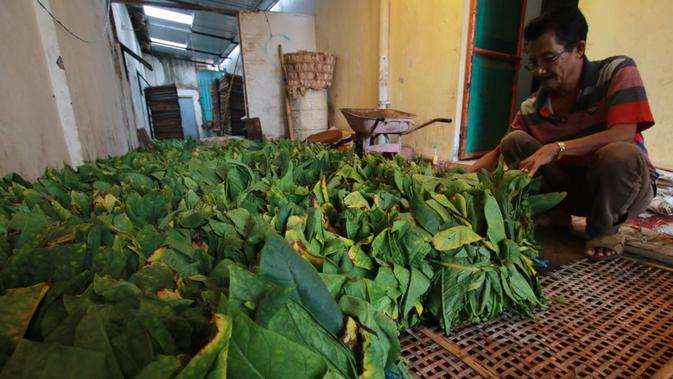 Aris Sandi, petani tembakau di Desa Jatiguwi, Kabupaten Malang di depan hasil panennya (Liputan6.com/Zainul Arifin)