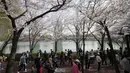 Orang-orang yang memakai masker  berjalan di bawah bunga sakura yang mekar penuh di sebuah taman di Seoul, Korea Selatan, Rabu, 6 April 2022. Musim semi telah tiba, saatnya berburu bunga sakura yang bermekaran. (AP Photo/Ahn Young-joon)