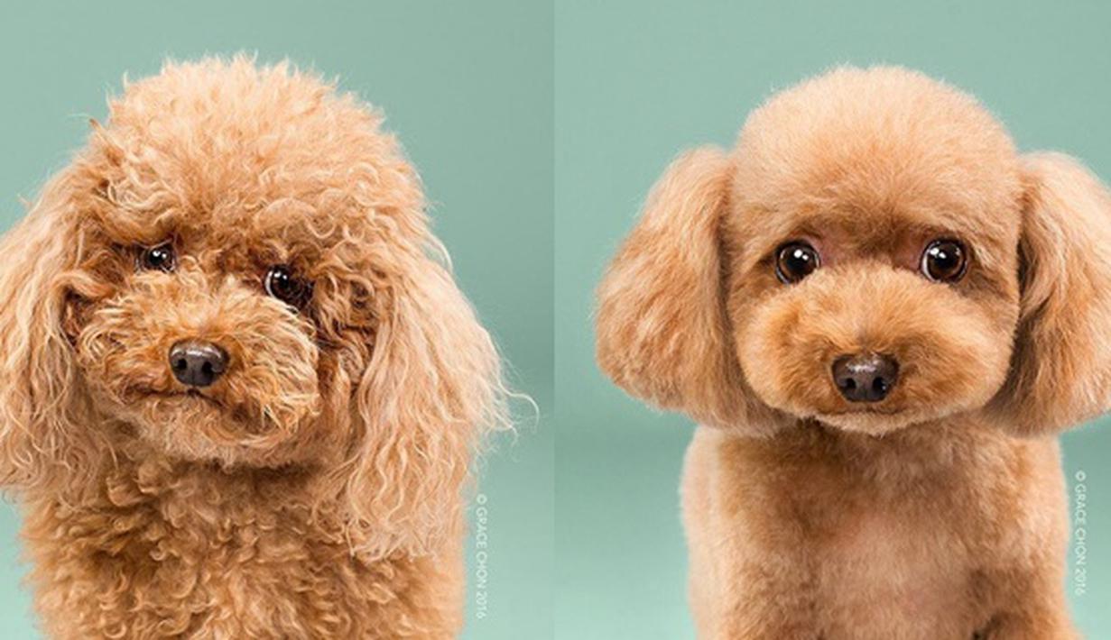  Potong  Rambut  Anjing  Ini Makin Cute Bikin Meleleh 