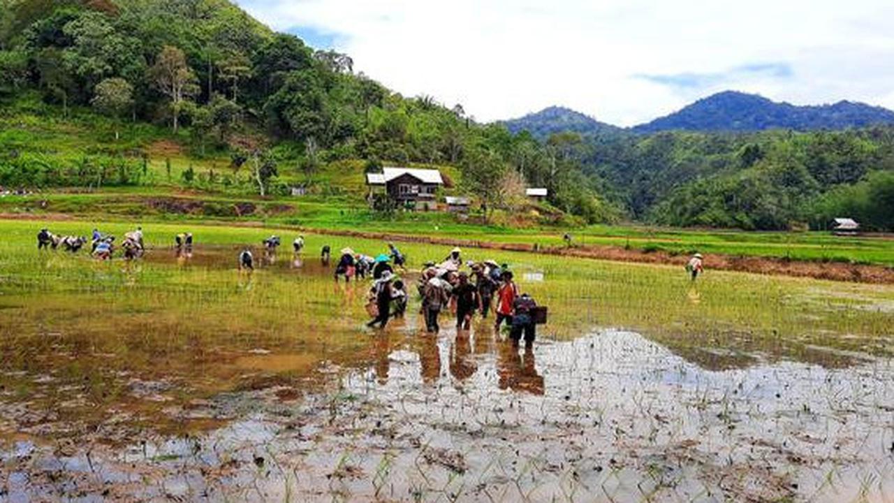 Mengenal Adan, Beras Organik Suku Dayak yang Berasal dari Dataran Tinggi Kalimantan