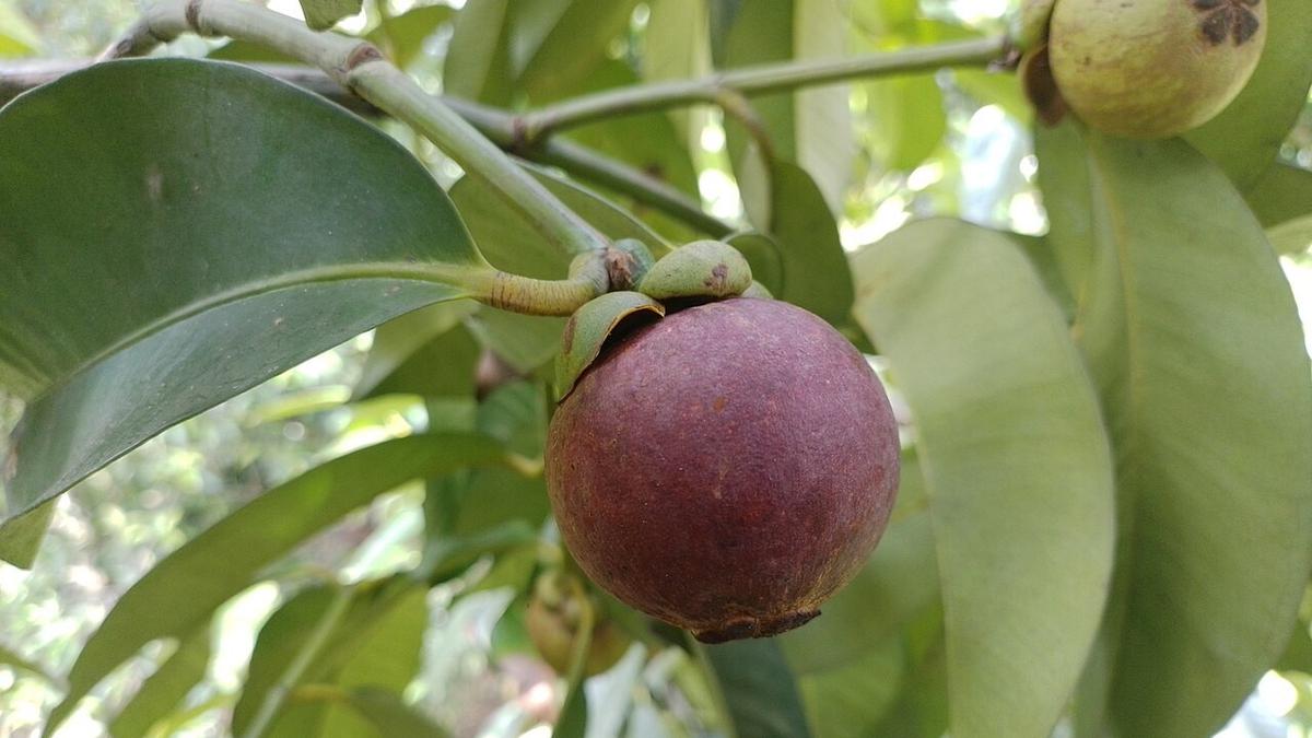 Cara Merangsang Pohon Manggis agar Cepat Berbuah Optimal, Panduan Lengkap
