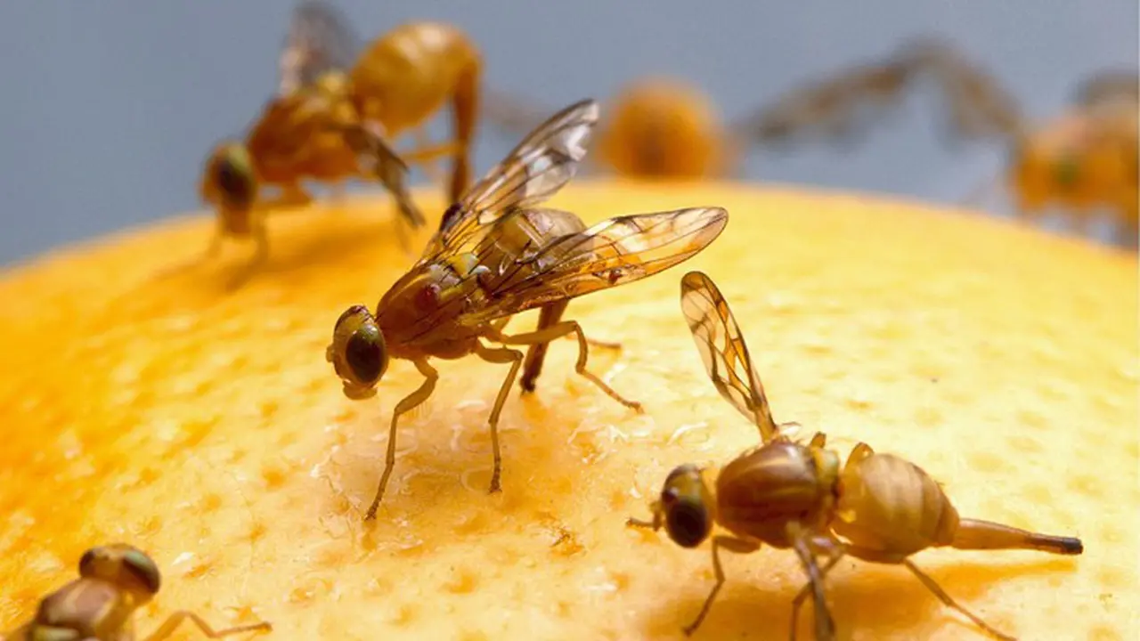 13 Contoh Simbiosis Parasitisme, Ketahui Pengertian dan Jenisnya Hot