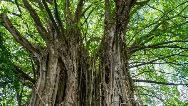 Ilustrasi pohon beringin