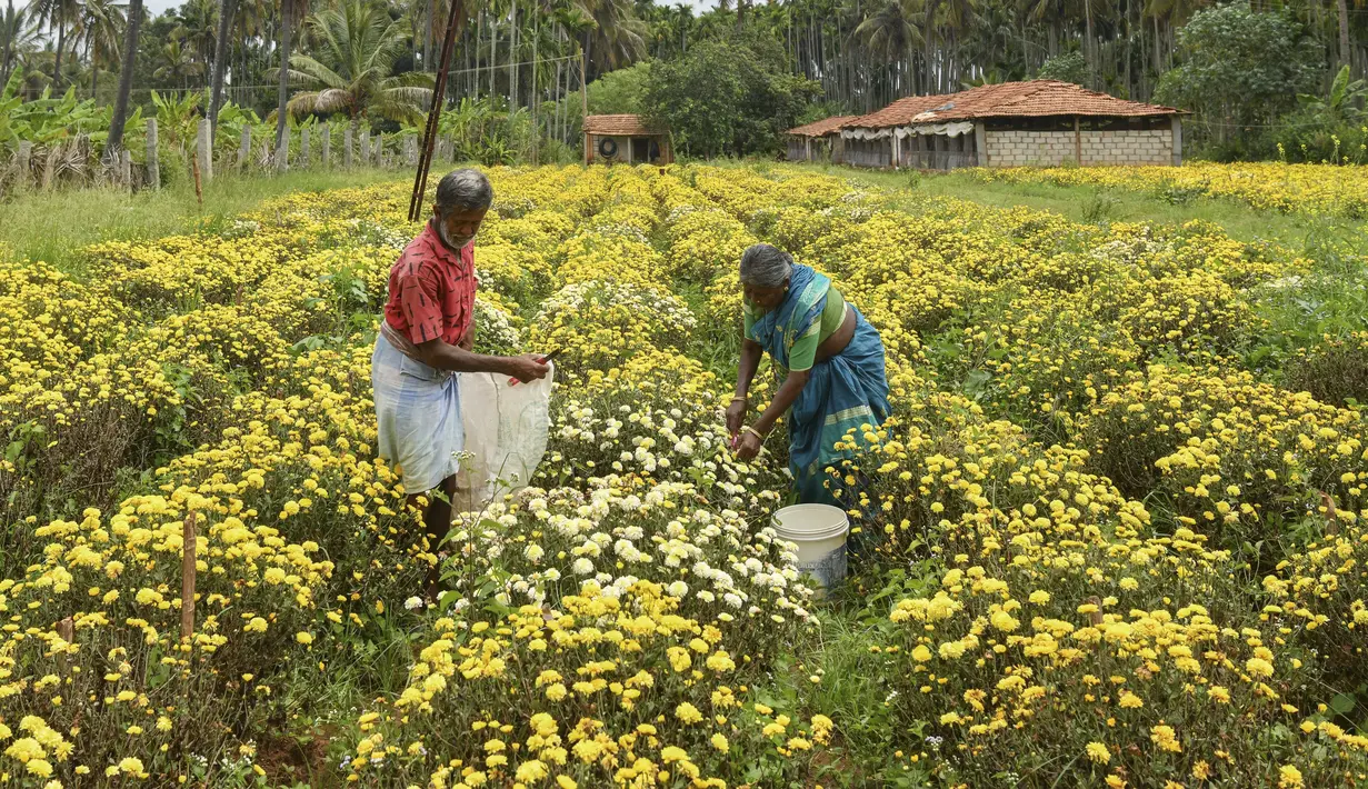 Petani memanen bunga krisan dari sebuah ladang di pinggiran Bangalore (5/10/2021). Krisan tanaman berbunga dari genus Krisan dalam keluarga Asteraceae. (AFP/Manjunathm Kiran)