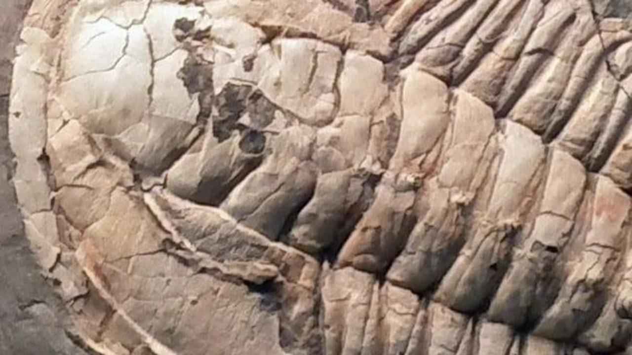 3. Terungkapnya Struktur Kehidupan Laut 500 Juta Tahun yang Lalu<br>