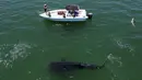 Pemandangan udara hiu paus (Rhincodon Typu) berenang dekat perahu pengunjung di Laut Cortez di Bahia de los Angeles, negara bagian Baja California, Meksiko pada 17 Juli 2021. Pengunjung dapat menikmati berenang bersama hiu paus, ikan terbesar di dunia, di Bahia de Los Angeles. (Guillermo Arias/AFP)