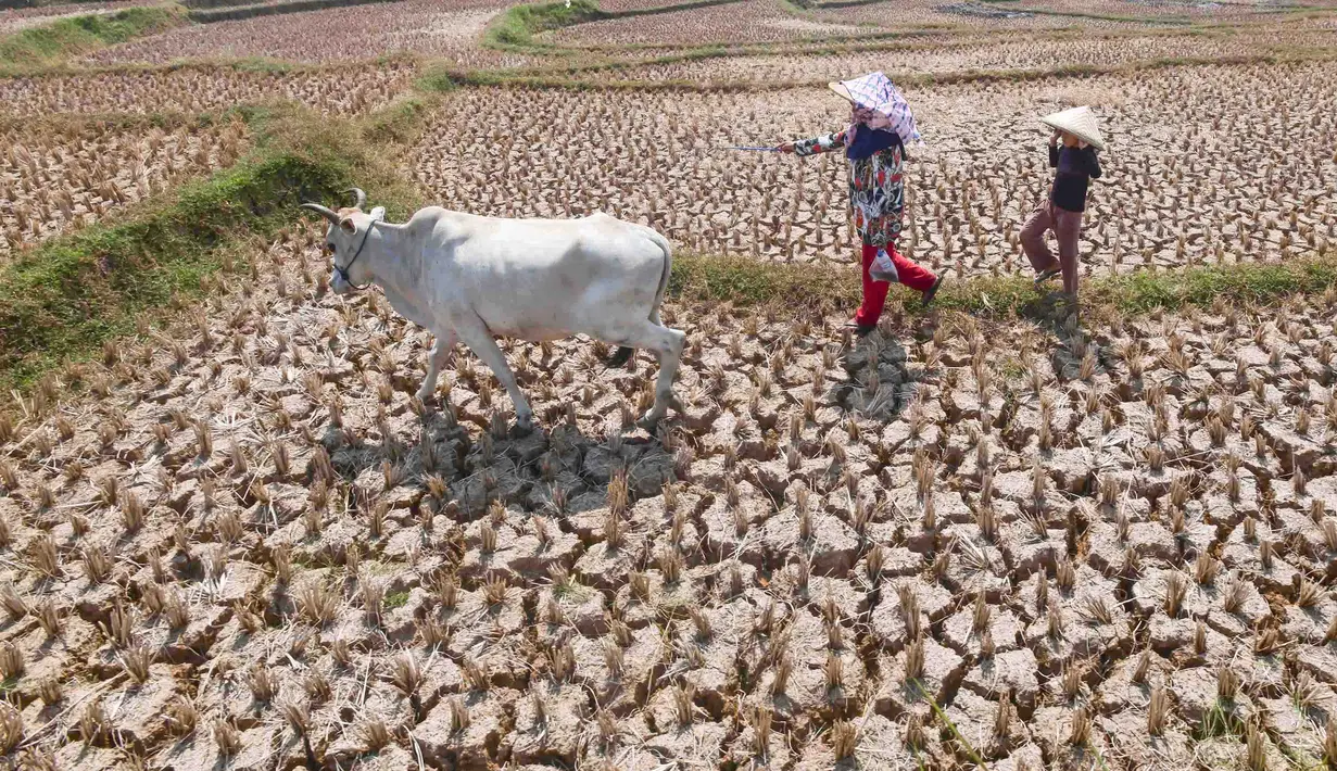 Warga menggembala hewan ternaknya pada sawah yang retak akibat kekeringan di kawasan Weninggalih, Jonggol, Jawa Barat, Selasa, 25 Agustus 2026. (KLY/ Arie Basuki)