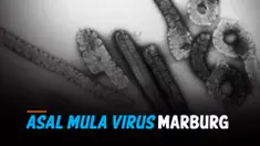 Kelelawar thumbnail