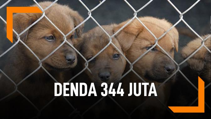 Tidak Berat Video Buang Hewan Peliharaan Kena Denda Rp344 Juta