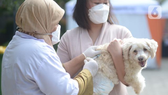 Vaksinasi Rabies Gratis untuk Hewan Peliharaan