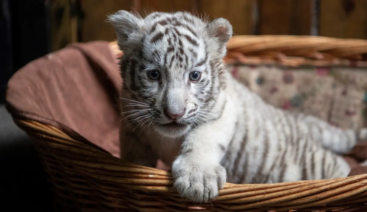 Bayi harimau benggala putih diperkenalkan ke publik di Yunnan Wildlife Zoo, Yunnan, China, 12 Oktober 2018. Tiga bulan lalu, harimau benggala putih di Yunnan Wildlife Zoo melahirkan tiga anak kembar lucu bermata biru. (FRED DUFOUR / AFP)