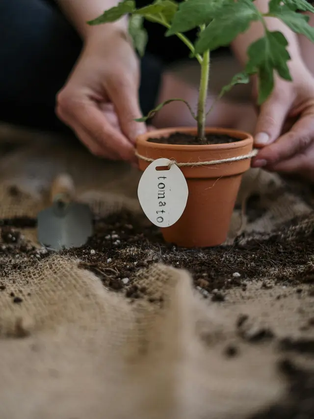 Tips Bikin Kebun Sayur Depan Rumah