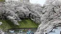 Operasional Perahu Sakura di Tokyo Jadi Lebih Mahal karena Perang Iran vs Israel dan AS