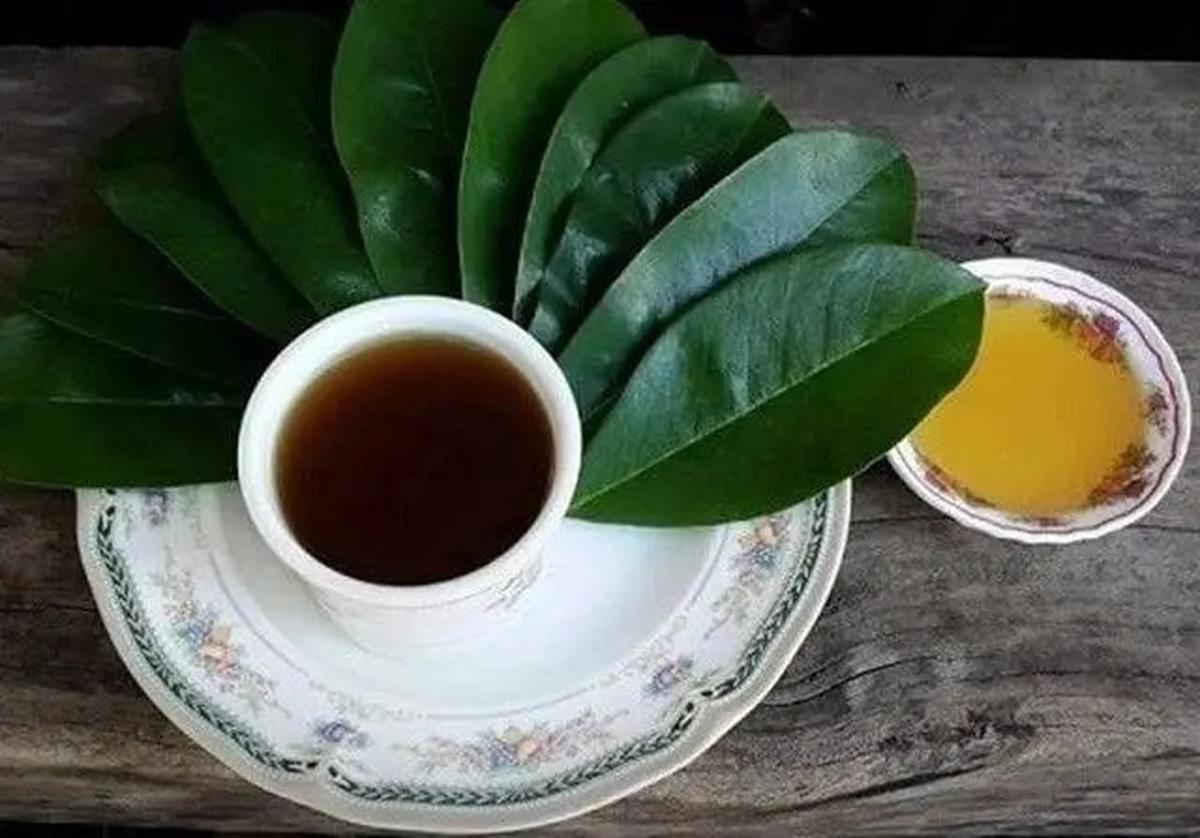Manfaat Rebusan Daun Sirsak, Solusi Herbal Alami untuk Penyakit Hipertensi dan Diabetes