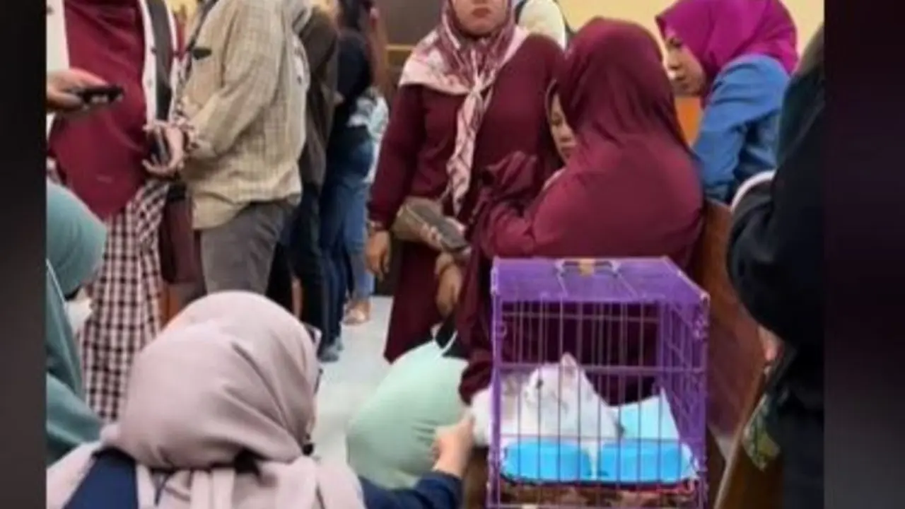 Kucing yang Dicekoki Miras Ditampilkan di Sidang yang Dihadiri Komunitas Pecinta Satwa