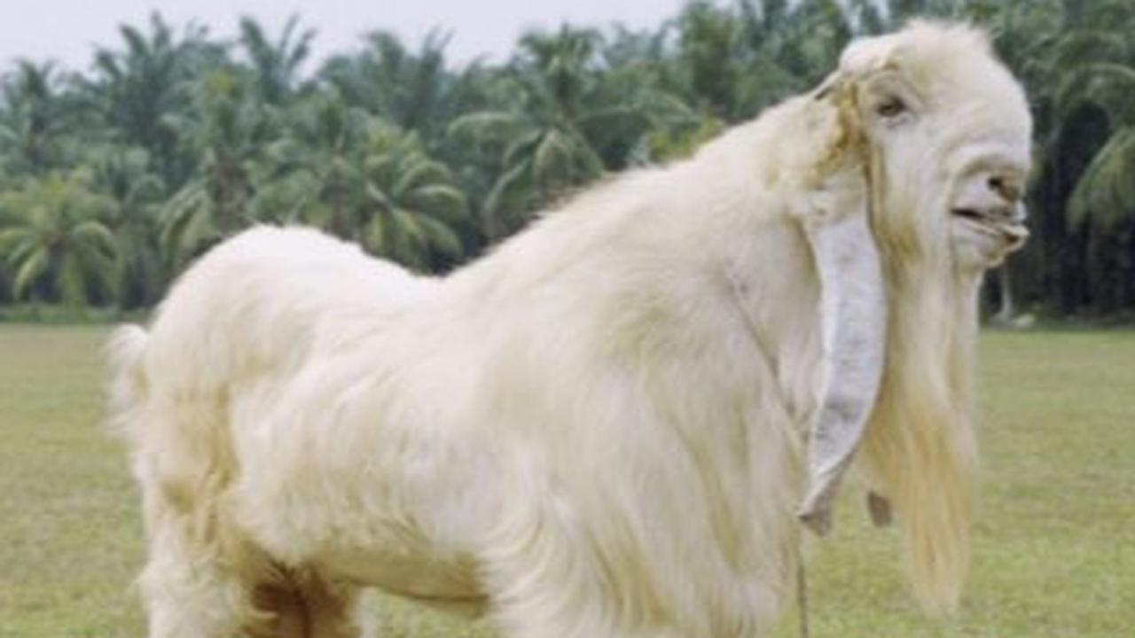 Kambing Etawa