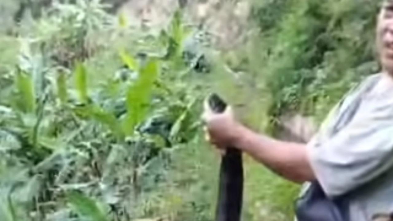 Ngeri-ngeri Sedap! Ular King Kobra 5 Meter Ditangkap Damkar, Netizen: Panji Sujud Aja deh